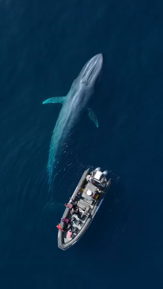 The perfect way to spend a day in Orange County! Use my code SOCIAL15 for $15 OFF every Whale Watching ticket with @newportwhales. You can book your trip today or grab a gift card to lock in the discount and pick your date later! Vouchers are sent instantly to your inbox. Have fun! 🐋 

#whalewatching #newportbeach #socal #familyfun #wildlife_seekers (partner)