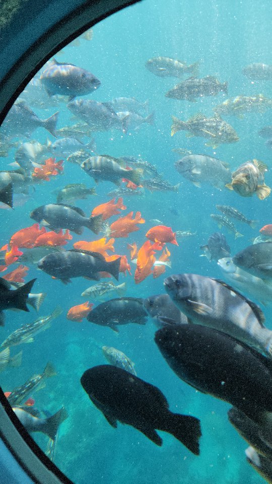 Shot on my Galaxy S22 Ultra and already obsessed… but just imagine this underwater action with Ocean Mode on the @samsungmobileusa Galaxy S26. 🌊🐠📱 I already know my next submarine trip is going to hit different. #SamsungPartner #GalaxyS26 #GCWG #ShotOnGalaxy #OceanMode
